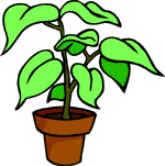tropical-houseplant